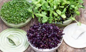 Odla egna skott och mikrogrönt