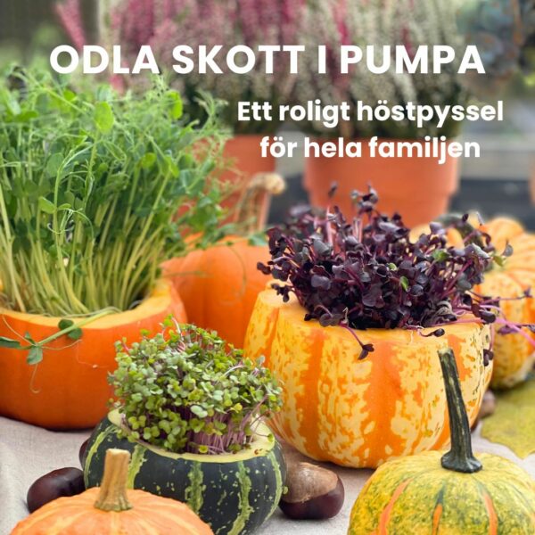 Odla skott i pumpa