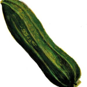 Sommarsquash- Costata Romanesco