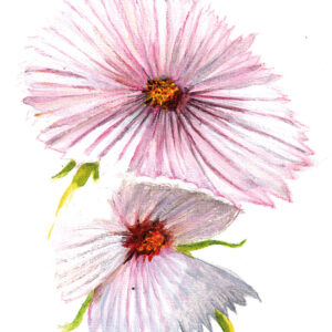 Rosenskära -Cupcakes Blush