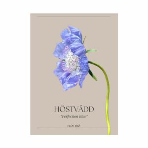 Höstvädd – Perfection Blue EKO