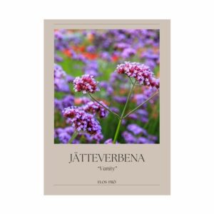 Jätteverbena – Vanity