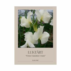 Luktärt – Winter Sunshine Cream