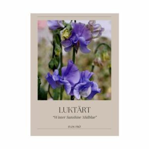 Luktärt – Winter Sunshine Midblue