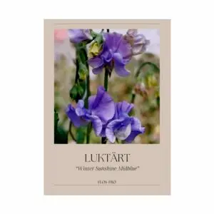 Luktärt - Winter Sunshine Midblue