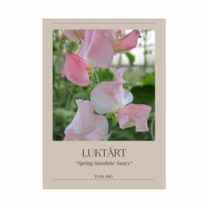 Luktärt – Spring Sunshine Nancy