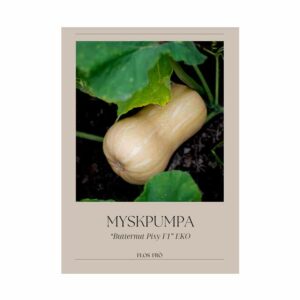 Myskpumpa – Butternut Pixy F1, EKO