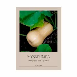 Myskpumpa - Butternut Pixy F1, EKO