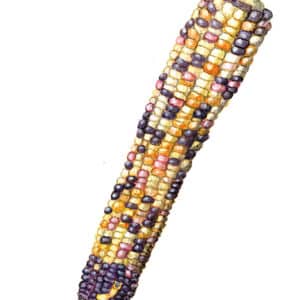 Sockermajs- Painted Hill