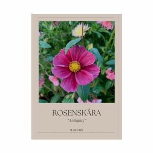 Rosenskära – Antiquity