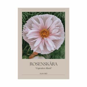 Rosenskära - Cupcakes Blush