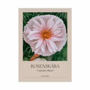 Rosenskära - Cupcakes Blush