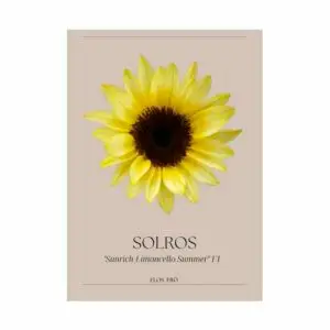 Solros - F1 "Sunrich Limoncello Summer"