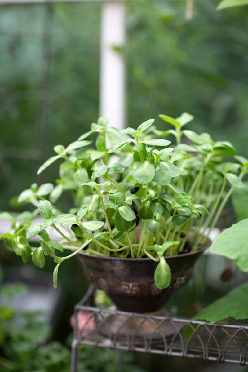 Solrosfrön EKO (med skal) - Sproutly