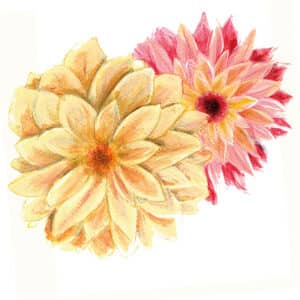 Sommardahlia