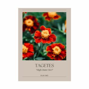 Tagetes – High Dune EKO