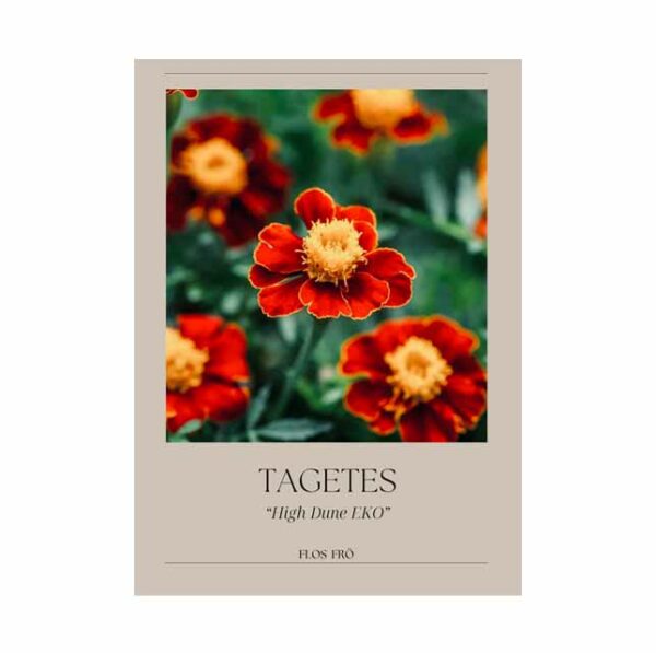 Tagetes - High Dune EKO