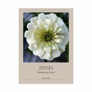 Zinnia – Oklahoma White