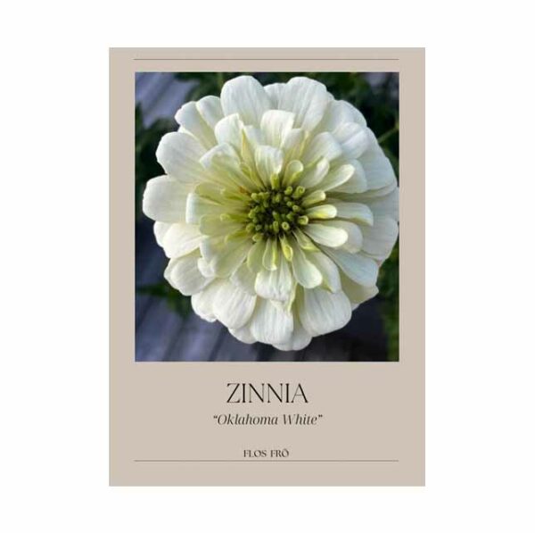 Zinnia - Oklahoma White