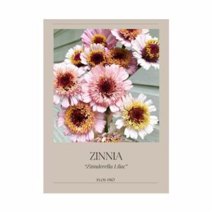 Zinnia – Zinderella Lilac