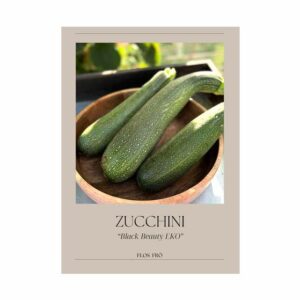 Zucchini – Black Beauty EKO