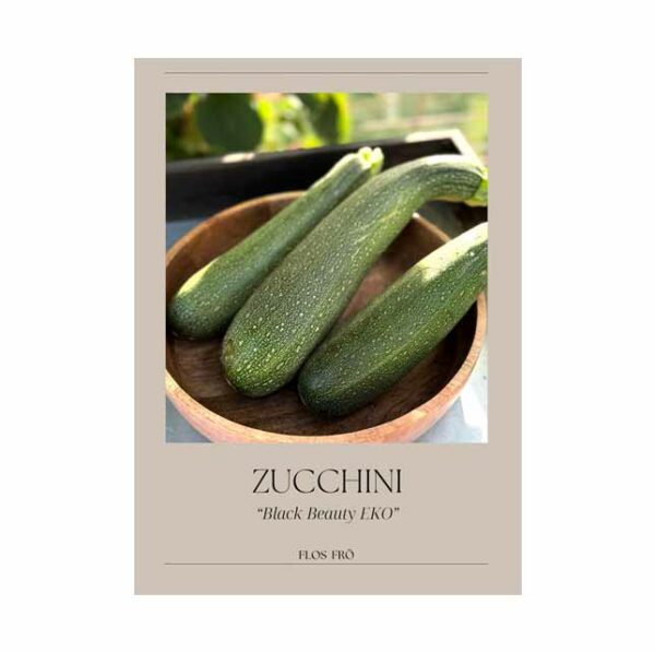 Zucchini - Black Beauty EKO