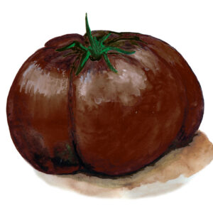 Bifftomat-Black Brandywine