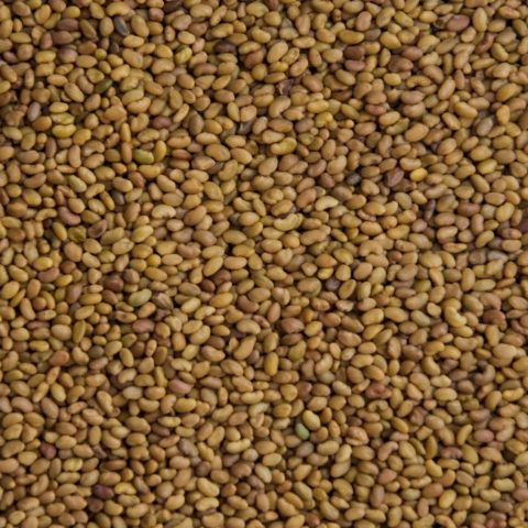 Alfalfafrön QB