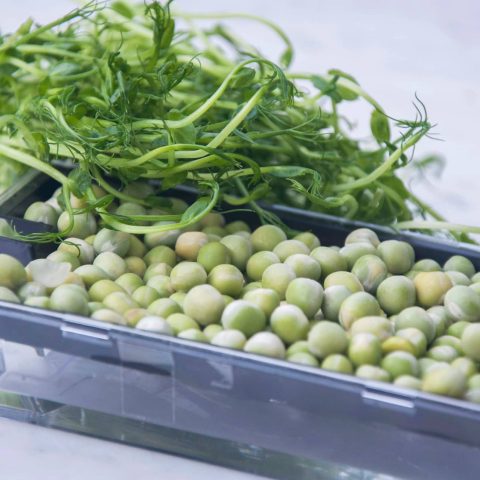 Ärtskott gröna ärtor