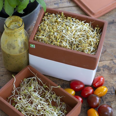 BOCKHORNSKLÖVERFRÖN6R2A8935kopia