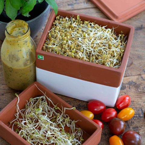 BOCKHORNSKLÖVERFRÖN6R2A8935kopia