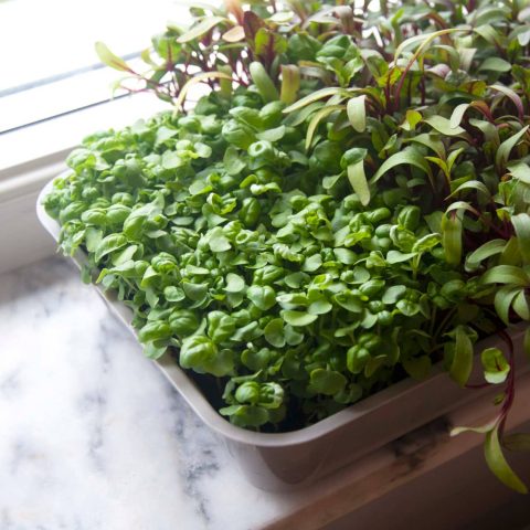 Basilika och Rödbetsskott