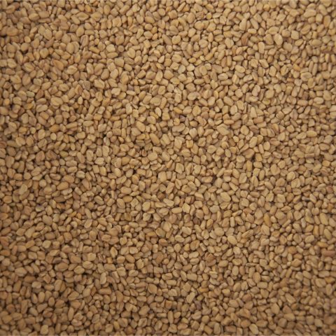 Bockhornsklöverfrönn