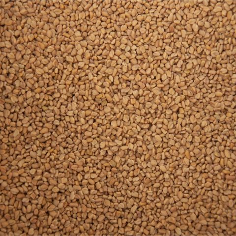 Bockhornsklöverfrönn