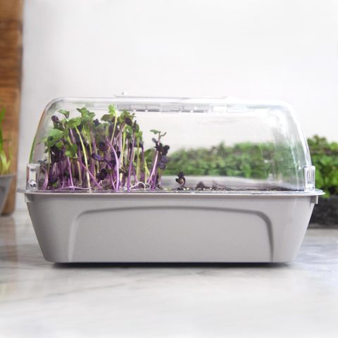 Box microleaf rädis