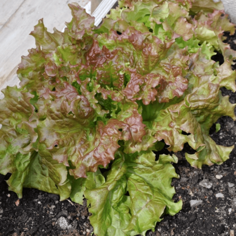 Emerican brown curled bild