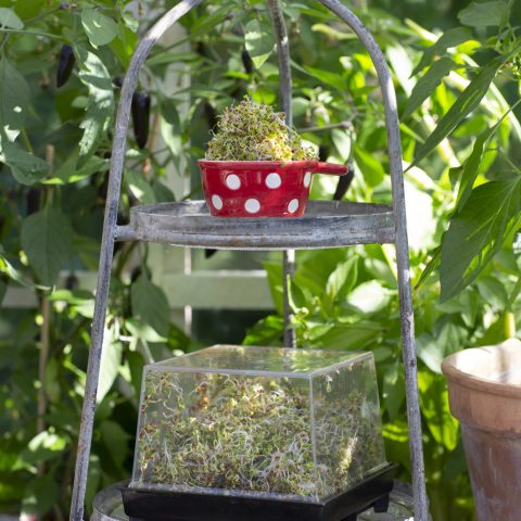 GRÖNKÅLSGRODDAR6R2A8819