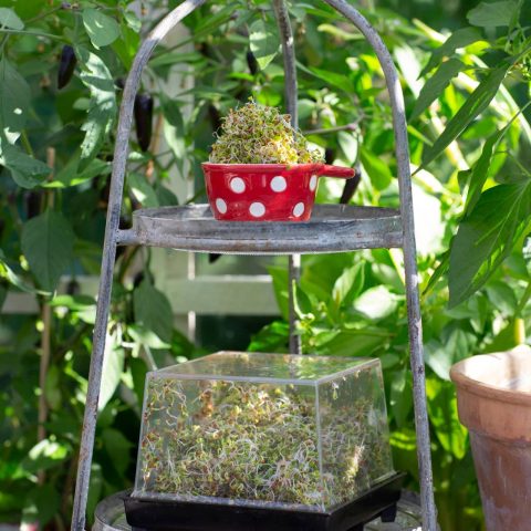 GRÖNKÅLSGRODDAR6R2A8819