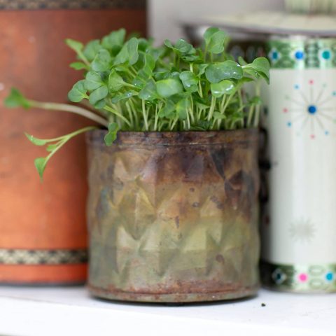 GRÖNKÅLSSKOTT6R2A9956kopia närbild