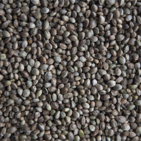 Hampafrön (med skal)