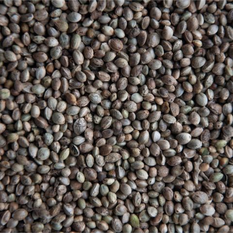 Hampafrön (med skal)