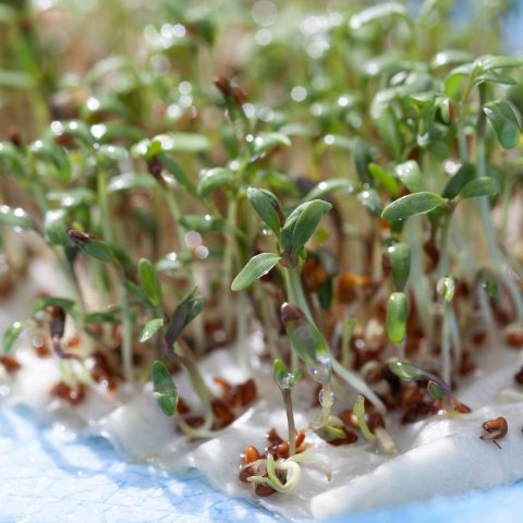 Krasseskott_MG_0070kopia