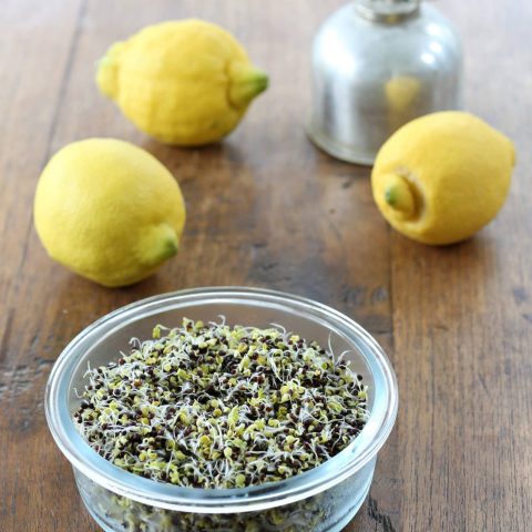 RAPSGRODDAR6R2A0049kopia