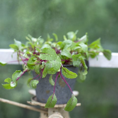 RÖDBETSBLADSALLAD6R2A1144kopia