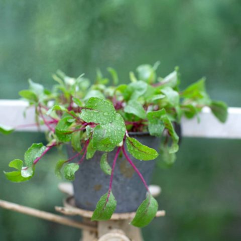 RÖDBETSBLADSALLAD6R2A1144kopia