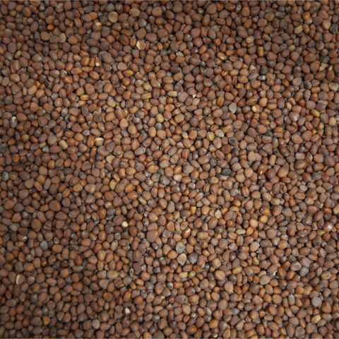 Rädisfrön (chinarose)