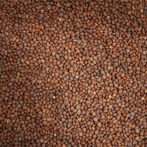 Rädisfrön (chinarose)