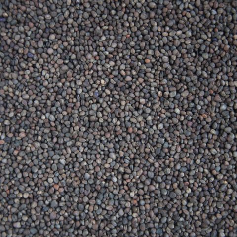 Rädisfrön(sango)