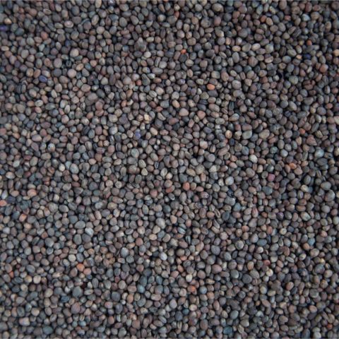 Rädisfrön(sango)