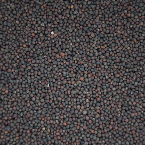 Red russian kale frönn